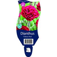 Dianthus Odessa Red vaste plant Griffioen - Griffioen