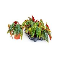 Begonia maculata stippenplant S kamerplant - thumbnail