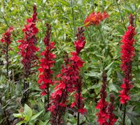 Lobelia