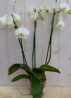 Vlinderorchidee phalaenopsis wit 3 takken kamerplant Warentuin Natuurlijk - Warentuin natuurlijk