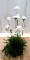 3 stuks! Engels gras wit Armeria Warentuin Natuurlijk - Warentuin natuurlijk