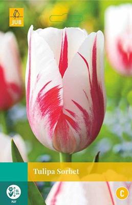 Tulipa Sorbet 5 bollen - Jub