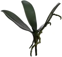 Pure Royal kunsttak orchidee 25cm groen