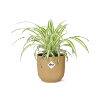 Chlorophytum Comosum Variegatum in ELHO Vibes Fold 14cm geel