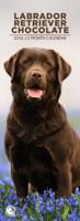 Labrador Retriever Bruin Slimline Kalender 2026