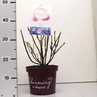Hydrangea Macrophylla "Charming® Lisa Blue"® boerenhortensia - 25-30 cm - 1 stuks