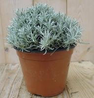 Kerrieplant Kruiden Campanula Warentuin Natuurlijk - Warentuin natuurlijk