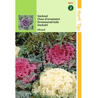 Hortitops - 2 stuks Brassica Oleracea Sierkool Gemengd - thumbnail