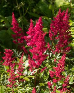 Spirea