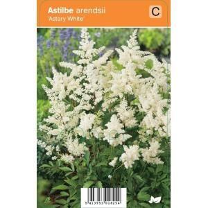 Pluimspirea (astilbe arendsii "Astary White") zomerbloeier - 12 stuks