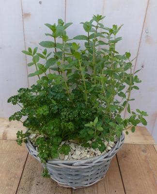 Mandje met vier kruiden plantjes diameter 30 cm Warentuin Natuurlijk - Warentuin natuurlijk