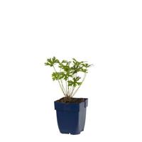 Geranium Johnson s Blue vaste plant Griffioen - Griffioen
