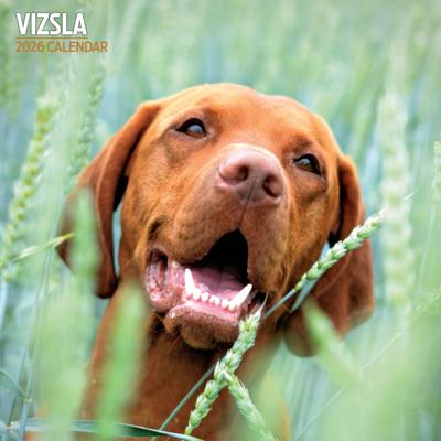 Vizsla Kalender 2026