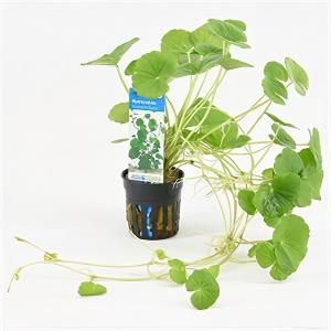 Hydrocotyle leucocephala
 - 6 stuks - aquarium plant