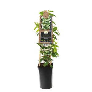 Toscaanse Jasmijn wit (Trachelospermum Jasminoides) - P 16 cm