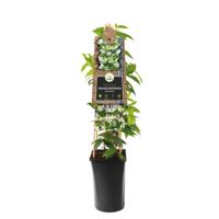 Toscaanse Jasmijn wit (Trachelospermum Jasminoides) - P 16 cm