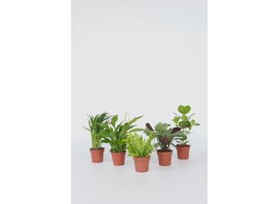 Gemixte Set van 5 Luchtzuiverende Planten