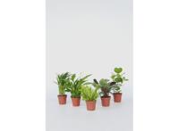 Gemixte Set van 5 Luchtzuiverende Planten