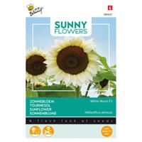 Buzzy - Sunny Flowers, Zonnebloem White Moon of Night - thumbnail