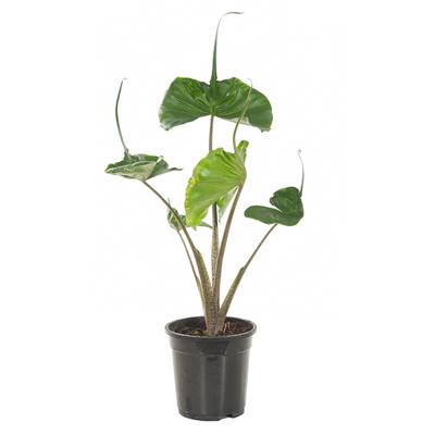 Alocasia Stingray (Macrorrhiza) P 19 cm