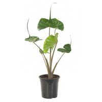 Alocasia Stingray (Macrorrhiza) P 19 cm