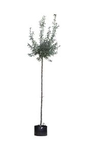 Wilgbladige treur sierpeer Pyrus salicifolia Pendula h 250 cm st. omtrek 12 cm st. h 220 cm - Warentuin Natuurlijk