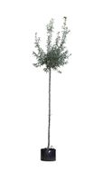 Wilgbladige treur sierpeer Pyrus salicifolia Pendula h 250 cm st. omtrek 12 cm st. h 220 cm - Warentuin Natuurlijk - thumbnail