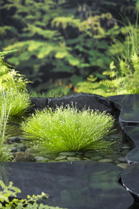 Naaldgras / Scirpus cernuus