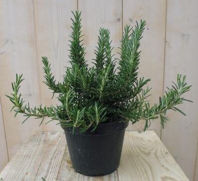 Rozemarijn Kruiden Rosmarinus Warentuin Natuurlijk - Warentuin natuurlijk