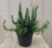 Rozemarijn Kruiden Rosmarinus Warentuin Natuurlijk - Warentuin natuurlijk