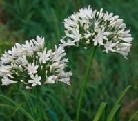 Agapanthus africanus Albus Samplant - Samplant