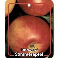 Malus Domestica Discovery - Oosterik Home - thumbnail