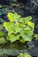 Groot Hoefblad / Petasites hybridus Groot Hoefblad / Petasites hybridus
