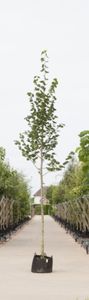 Krimlinde Tilia europea Euchlora h 550 cm st. omtrek 19 cm - Warentuin Natuurlijk