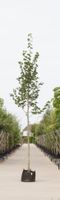 Krimlinde Tilia europea Euchlora h 550 cm st. omtrek 19 cm - Warentuin Natuurlijk - thumbnail