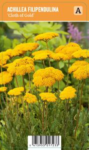 Vips Achillea filipendulina Cloth of Gold - Duizendblad