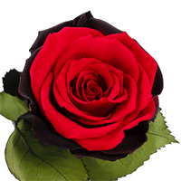 Longlife roos Forever you Longlife roos Forever you