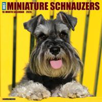 Miniatuur Schnauzer Kalender 2026