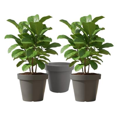 Set van 3x stuks kunststof bloempotten 50 cm donkergrijs