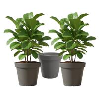 Set van 3x stuks kunststof bloempotten 50 cm donkergrijs