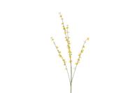 Decostar Cytisus 108 cm oranje