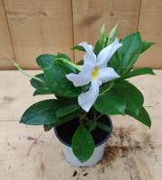 Dipladenia Mandevilla Sundaville mini kleur wit - Warentuin natuurlijk