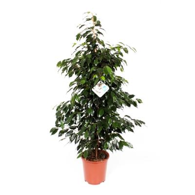 Ficus Danielle P 27 cm