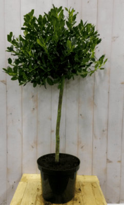 Hulst groen stam hoogte 50 cm diameter 30 cm - Warentuin natuurlijk