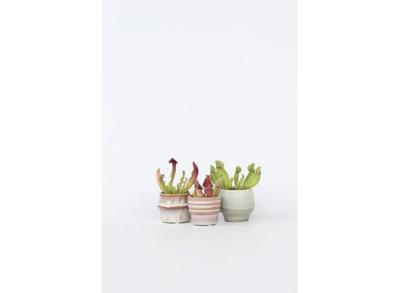 Sarracenia Mix 3-pack