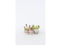 Sarracenia Mix 3-pack