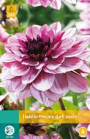 Dahlia Creme De Cassis Bloembol JUB 1 bol - Jub