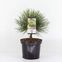 Pinus nigra nana - Warentuin natuurlijk