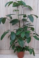 Schefflera Amate kamerplant Vingersboom Warentuin Natuurlijk - Warentuin natuurlijk