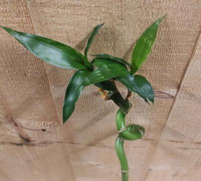 Levende Bamboe stok Lucky Dracaena met krul 50 cm kamerplant - Warentuin natuurlijk